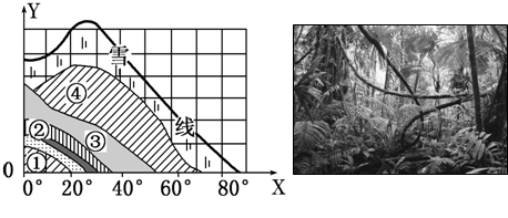 下列圈中左图为北半球山地垂直自然带与水平自然带关联示意图，右图为某自然带景观图片。图7中的数字序号表示自然带，则图8景现所处的自然带是（  ）。
