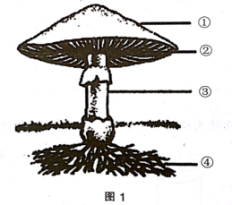 在图1所示的磨菇中，能产生孢子的部位是（  ）。