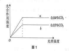 图1是CO2，浓度和光照强度对大棚内某种蔬菜光合作用强度的影响曲线图。分析曲线可得出的结论是（  ）。