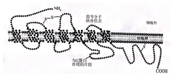 G蛋白偶联受体（GPCRs）是由一条往返穿膜七次的肽链构成的跨膜蛋白（如下图），它与信号分子结合后可引起膜内G蛋白分子的活化。下列说法正确的是（  ）。